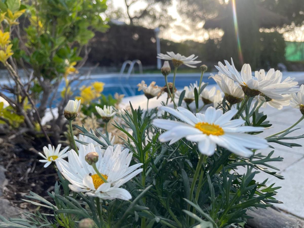 Villa Herlinda Costa Brava - With Swiming Pool Massanet De La Selva Buitenkant foto